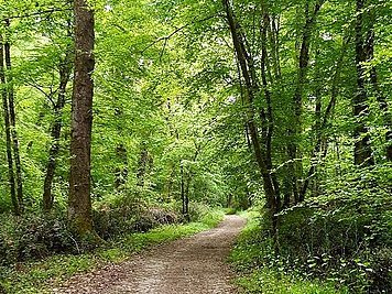 Forêt de Montech