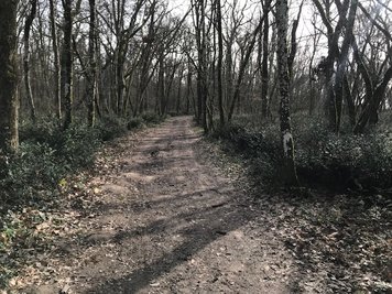 Forêt de Montech